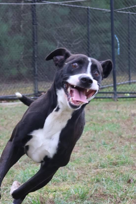 Enlarge Dart, a Adoptable mixed breed in Washington, DC image 1/6