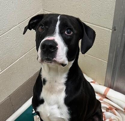 Enlarge Dart, a Adoptable mixed breed in Washington, DC image 2/6