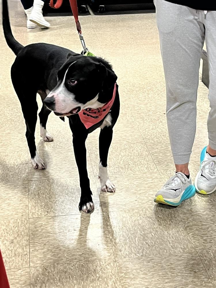 Enlarge Dart, a Adoptable mixed breed in Washington, DC image 3/6