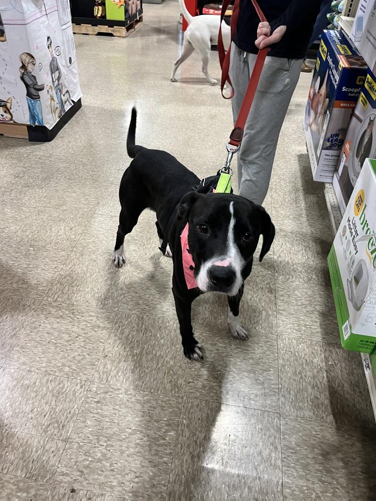 Enlarge Dart, a Adoptable mixed breed in Washington, DC image 4/6