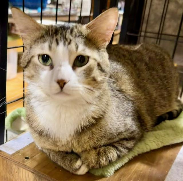 APPLEBEE , a ADOPTABLE Tabby in Lake Ozark, MO image 1/2