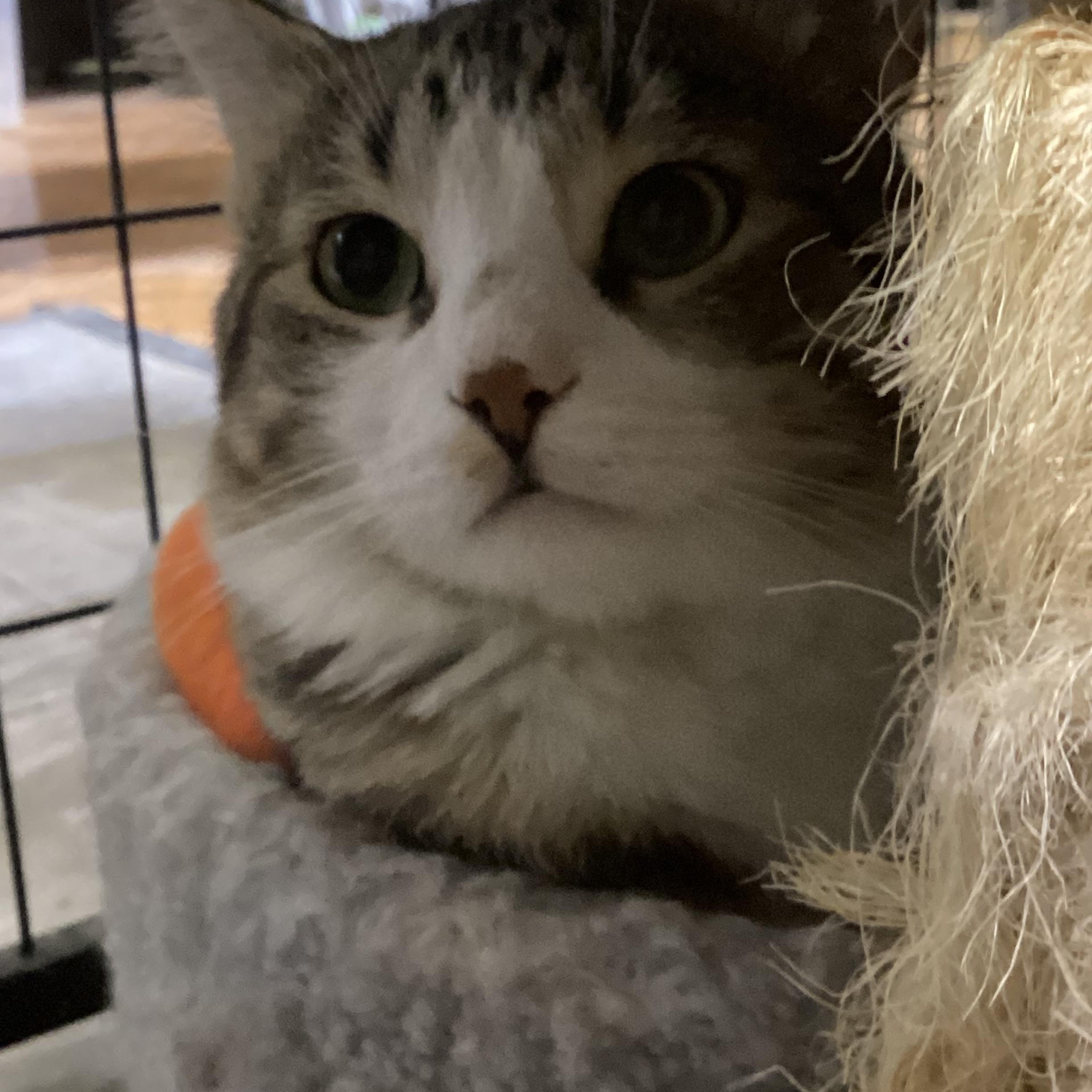 Enlarge APPLEBEE , a ADOPTABLE Tabby in Lake Ozark, MO image 1/1