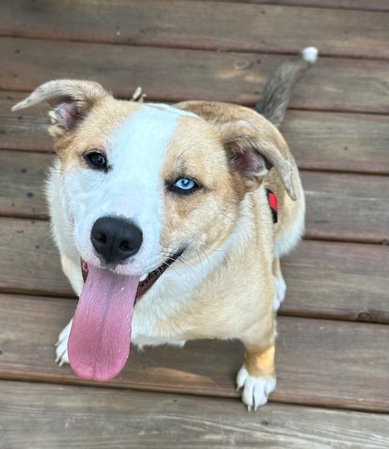 Gracie, Adoptable, Young Female Border Collie.
