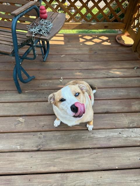 Enlarge Gracie, a Adoptable mixed breed in Louisville, KY image 4/4