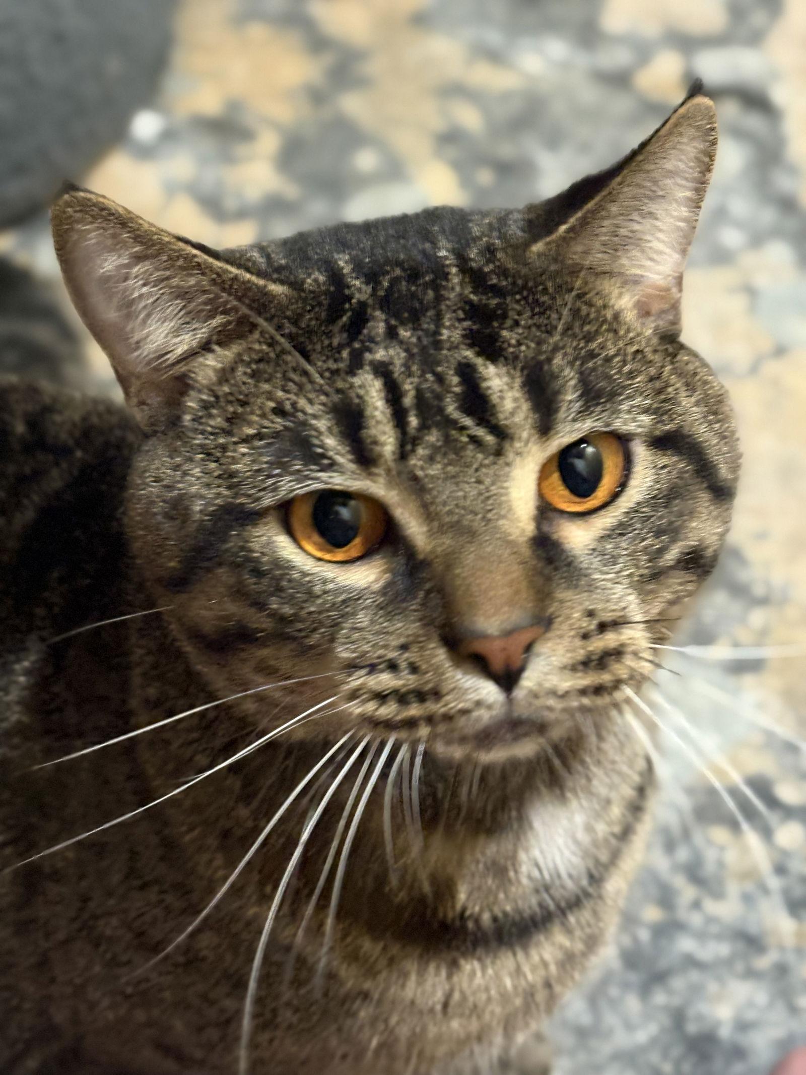 Enlarge Jim, a Adoptable Domestic Short Hair in White Bluff, TN image 1/1
