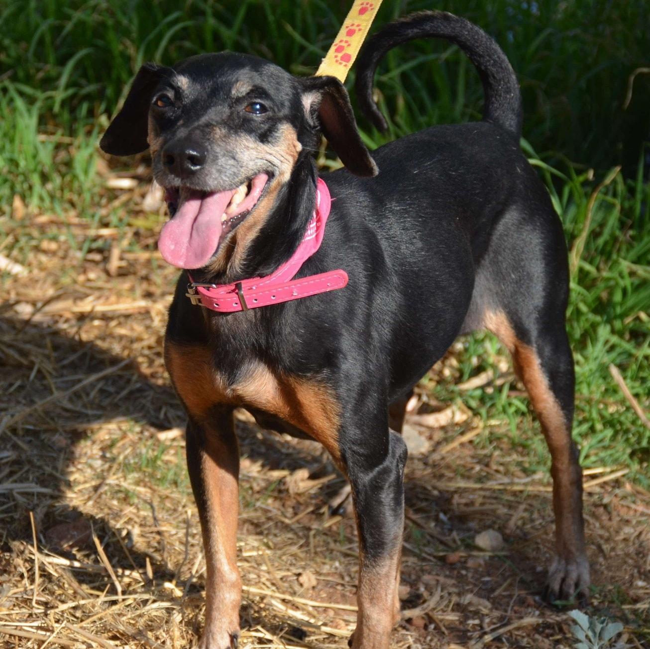 Enlarge Lela, a Adoptable mixed breed in Scarborough, ON image 1/5