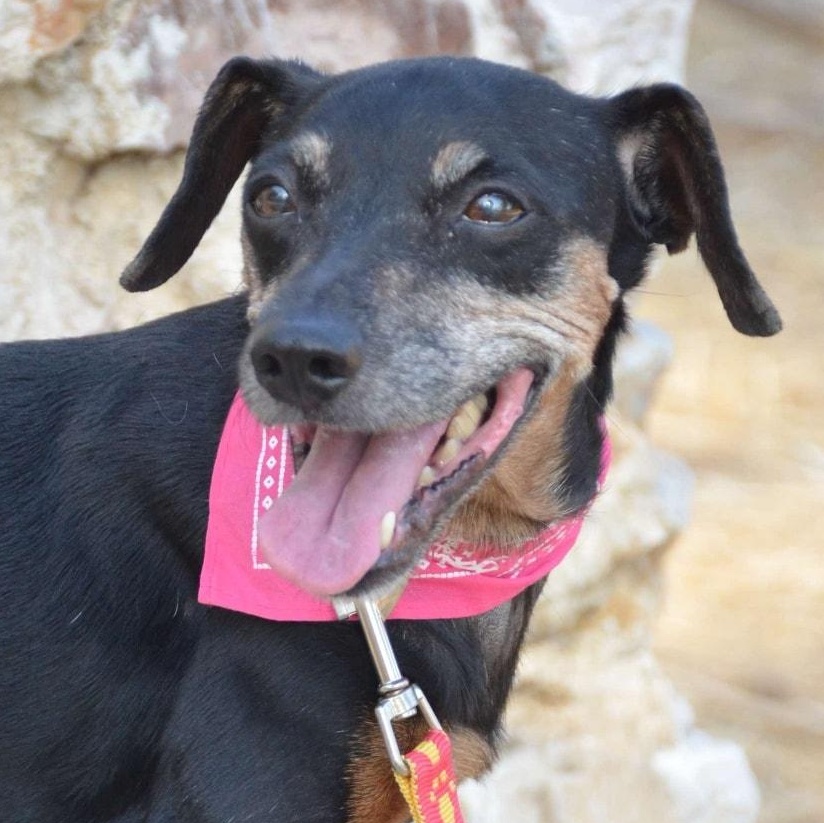 Enlarge Lela, a Adoptable mixed breed in Scarborough, ON image 2/5