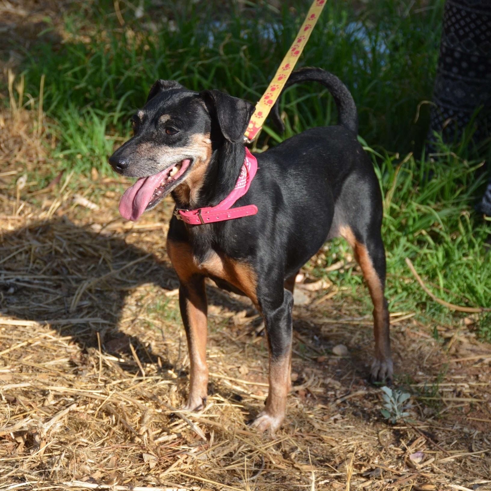 Enlarge Lela, a Adoptable mixed breed in Scarborough, ON image 3/5