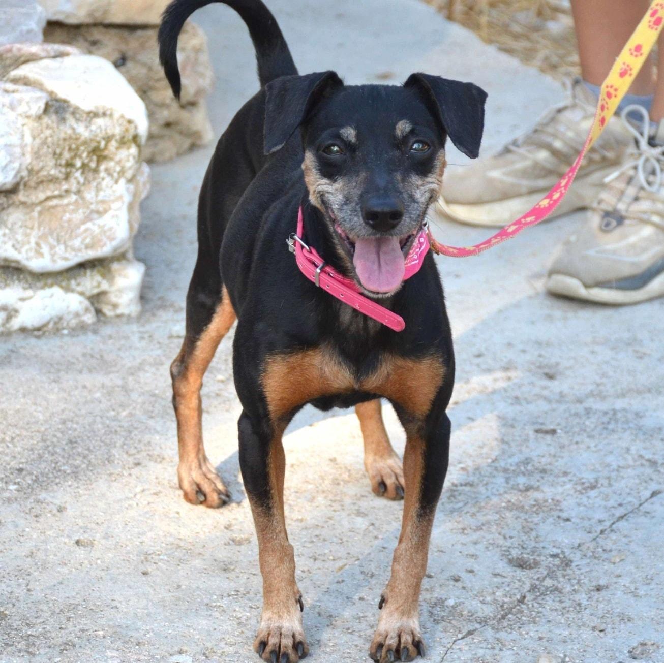 Enlarge Lela, a Adoptable mixed breed in Scarborough, ON image 4/5