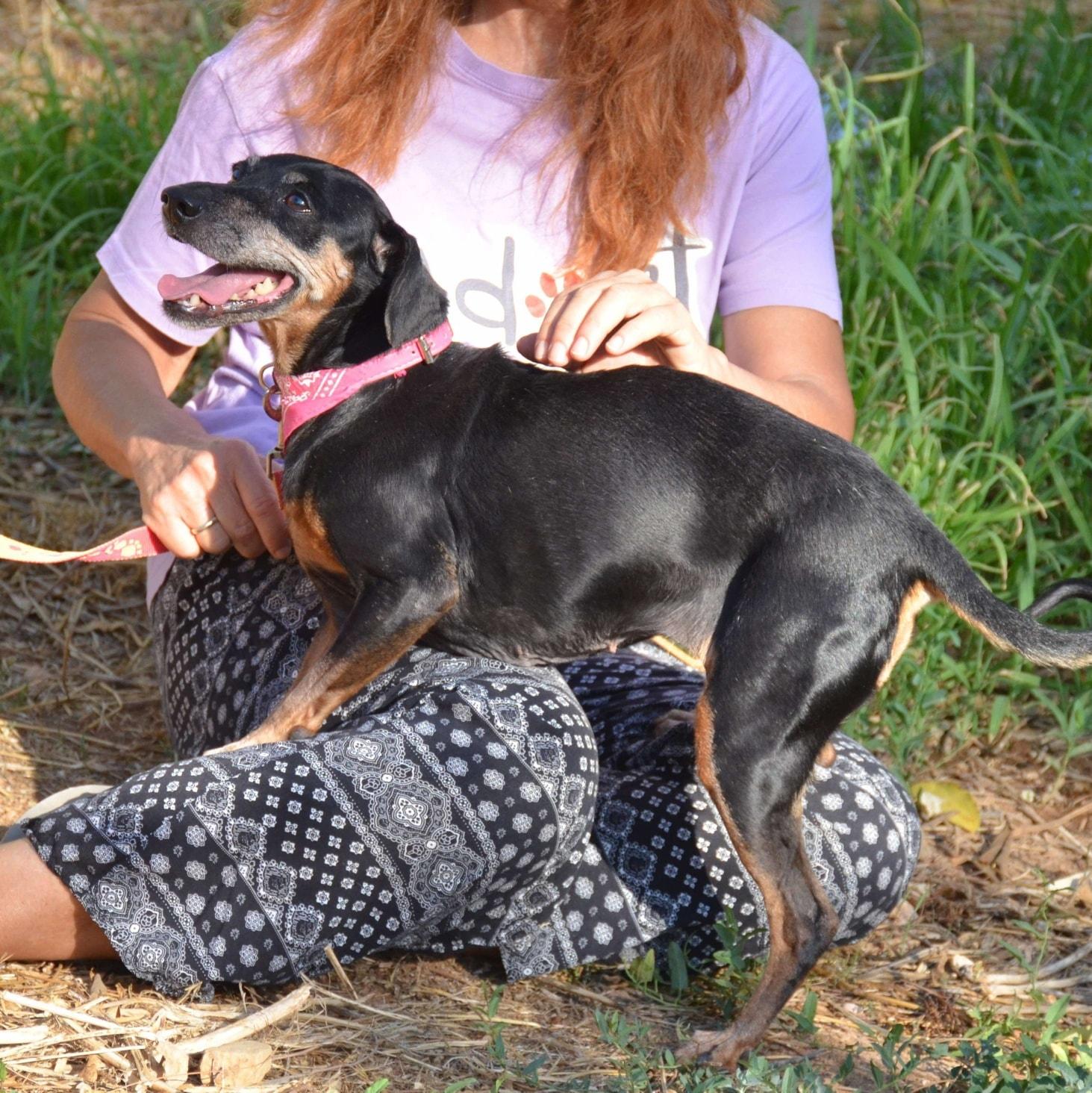 Enlarge Lela, a Adoptable mixed breed in Scarborough, ON image 5/5