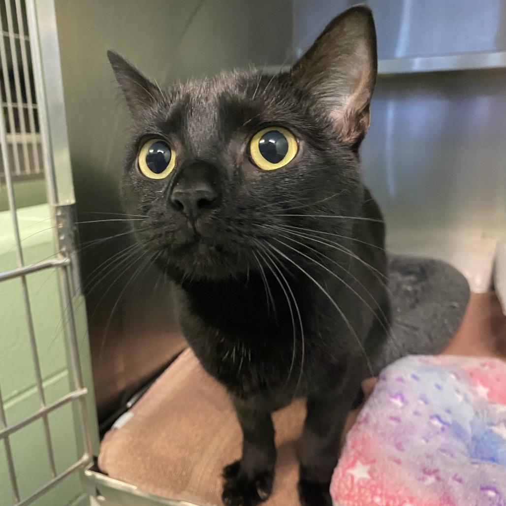 Isabelle, Adoptable, Adult Female Domestic Short Hair.
