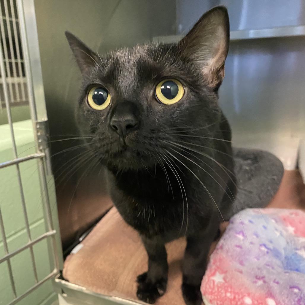 Enlarge Isabelle, a Adoptable Domestic Short Hair in Dayton, OH image 2/3