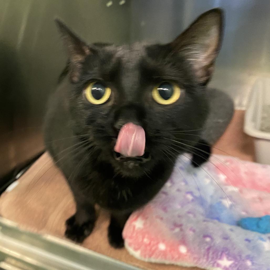 Enlarge Isabelle, a Adoptable Domestic Short Hair in Dayton, OH image 3/3