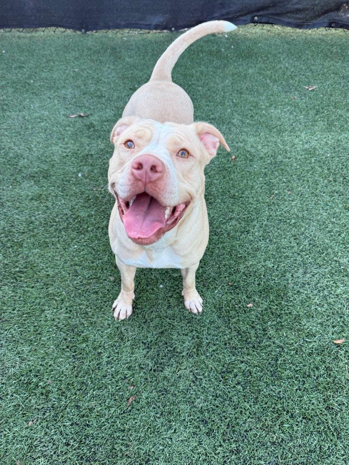 Molly - Independence Day Momma, a Adoptable mixed breed in Mount Juliet, TN image 1/6