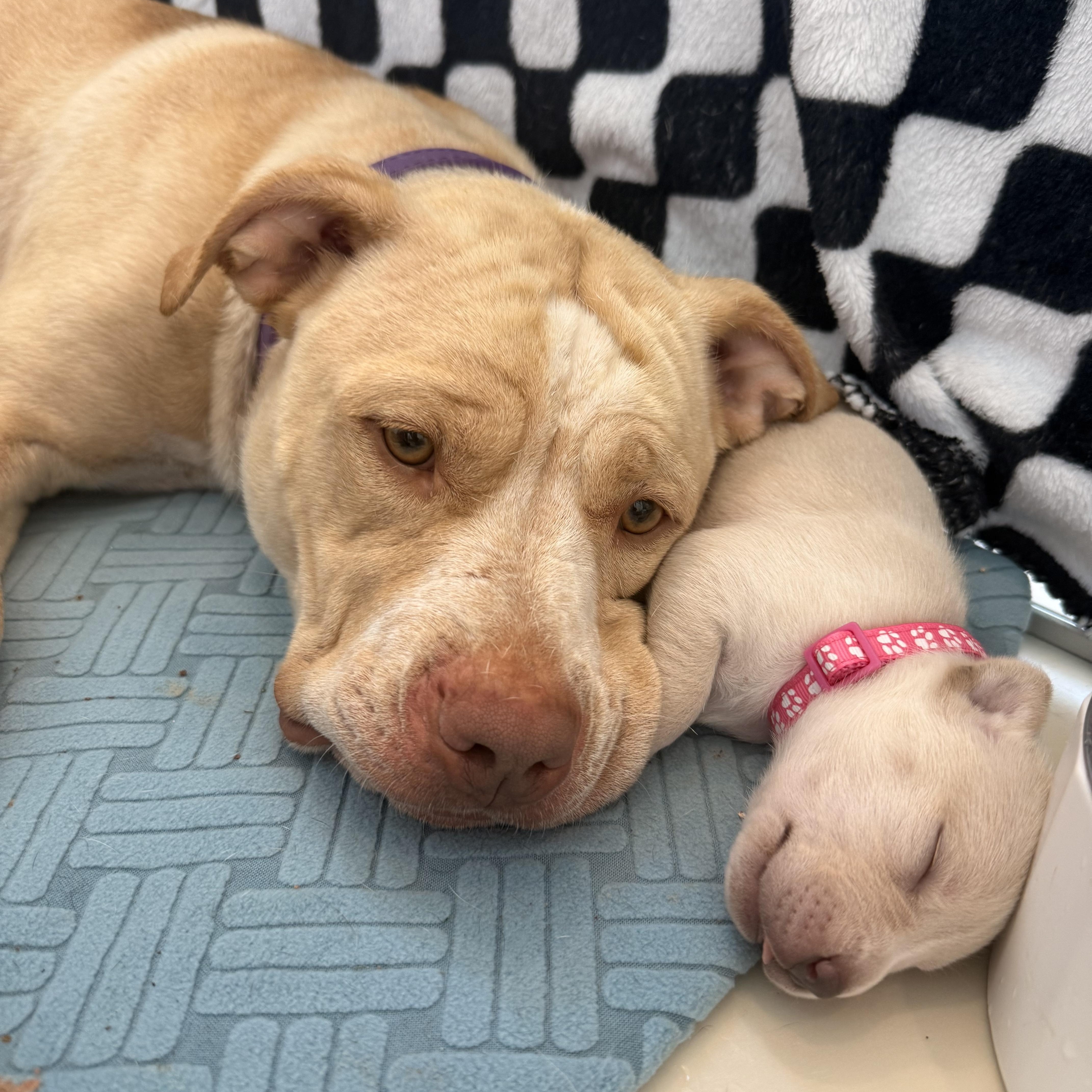 Molly - Independence Day Momma, a Adoptable mixed breed in Mount Juliet, TN image 6/6