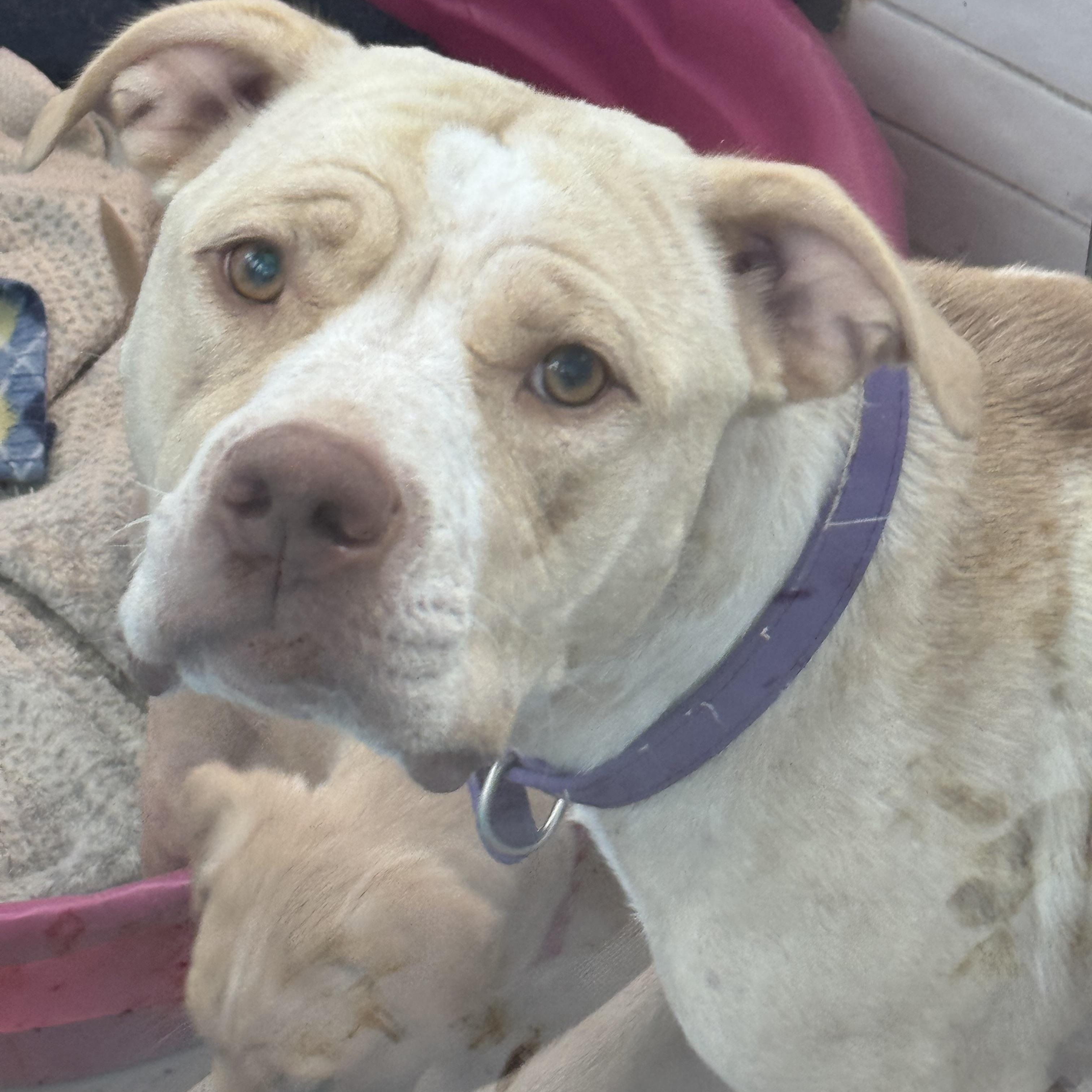 Molly - Independence Day Momma, a Adoptable mixed breed in Mount Juliet, TN image 4/6