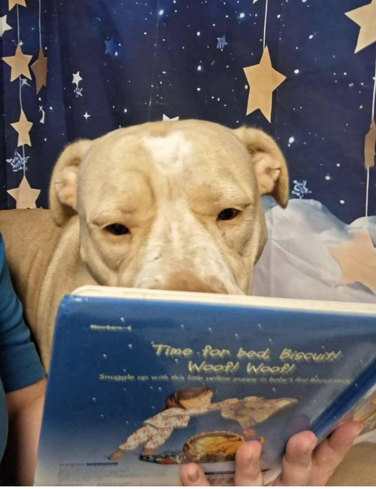 Molly - Independence Day Momma, a Adoptable mixed breed in Mount Juliet, TN image 2/6