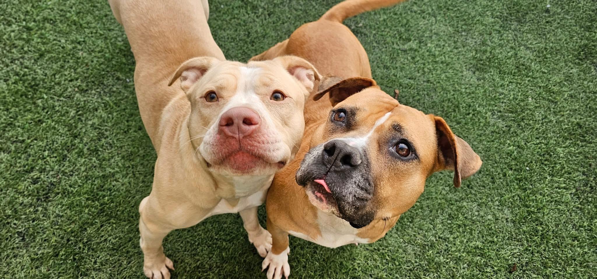 Molly - Independence Day Momma, a Adoptable mixed breed in Mount Juliet, TN image 3/6