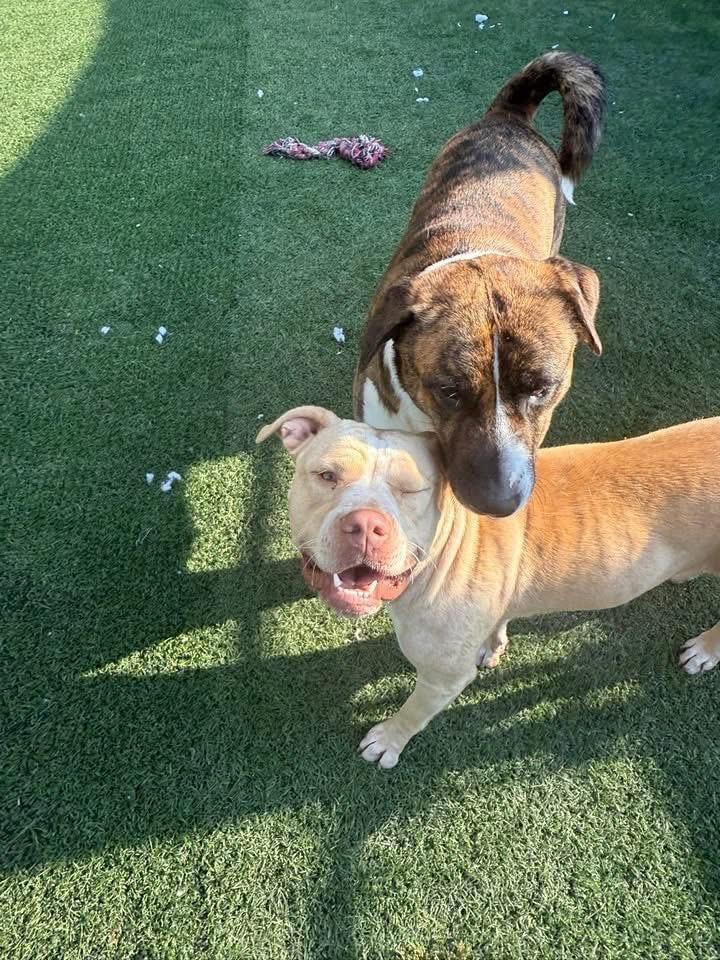 Molly - Independence Day Momma — thumbnail 6