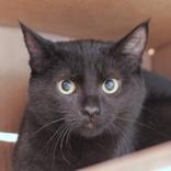 Enlarge Wren, an adopted Domestic Short Hair in Hilliard, OH image 1/1