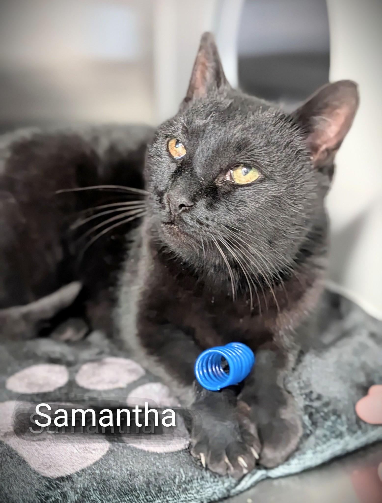 Enlarge Samantha, an adopted Domestic Short Hair in Flint, MI image 1/1
