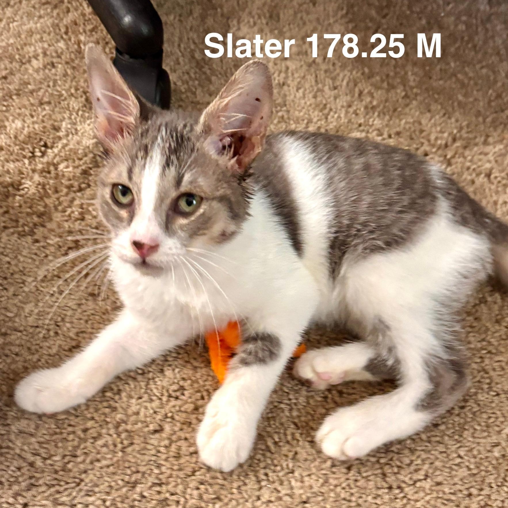 Foster Slater