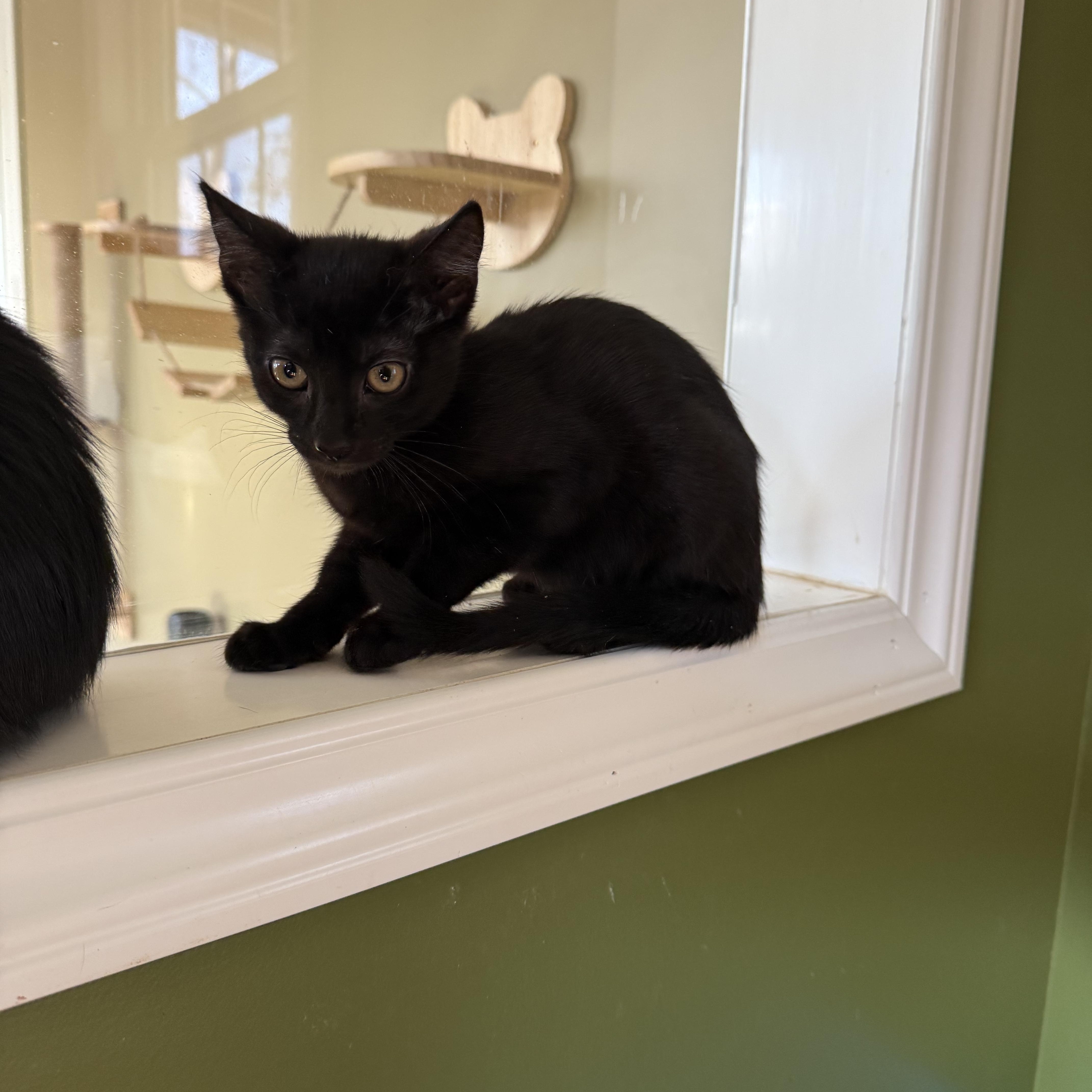 Cupid, adopted, Kitten Male Domestic Short Hair.