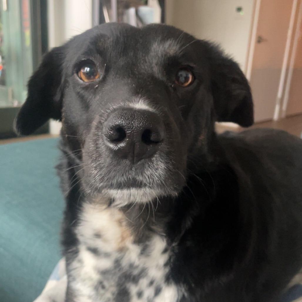 Pupperino FKA Lazy River, Adoptable, Adult Male Australian Cattle Dog / Blue Heeler & Shepherd.