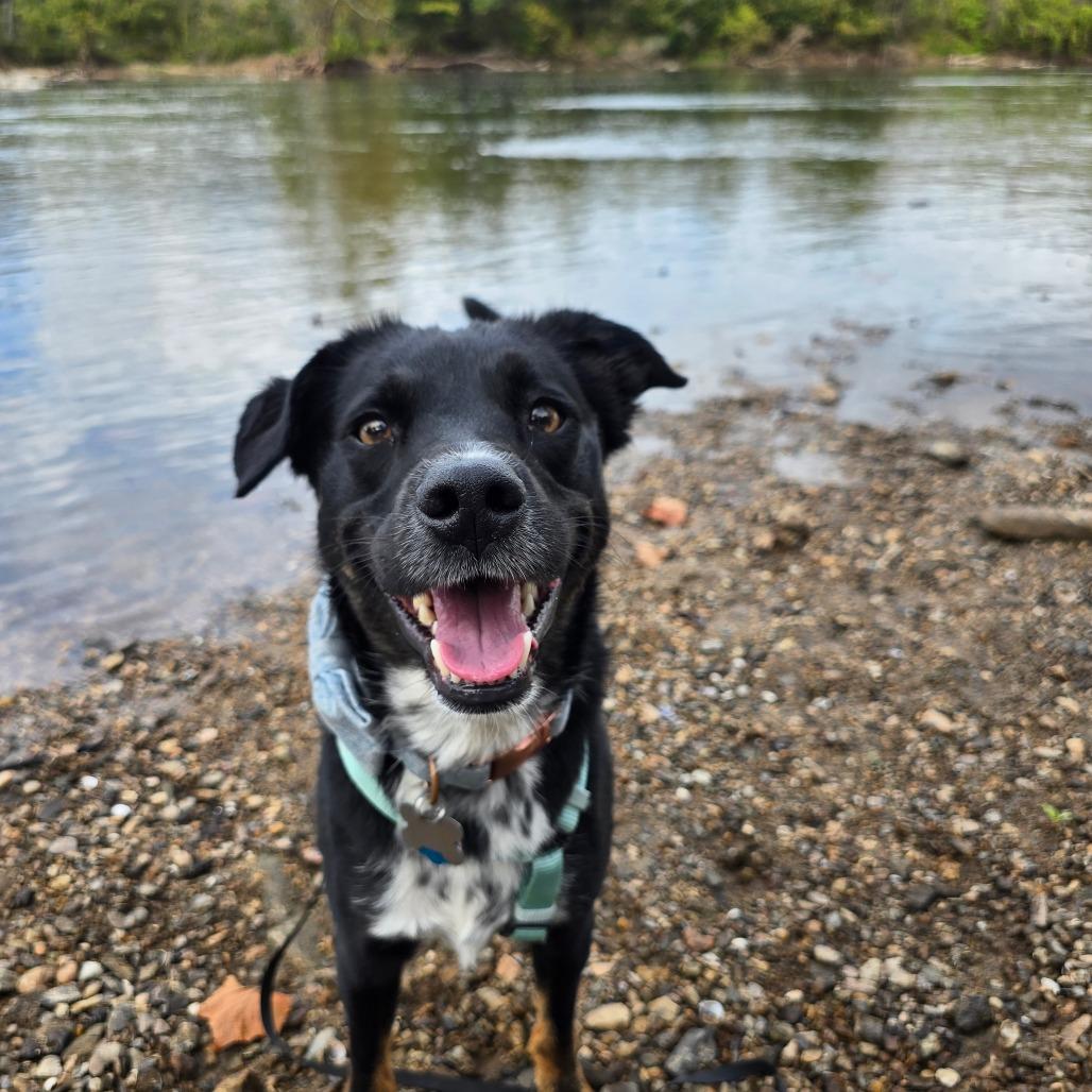 Pupperino FKA Lazy River, Adoptable, Adult Male Australian Cattle Dog / Blue Heeler & Shepherd.