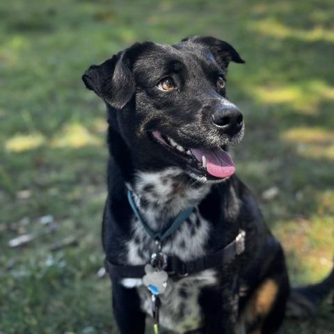 Pupperino FKA Lazy River, a Adoptable mixed breed in Falls Church, VA image 1/6