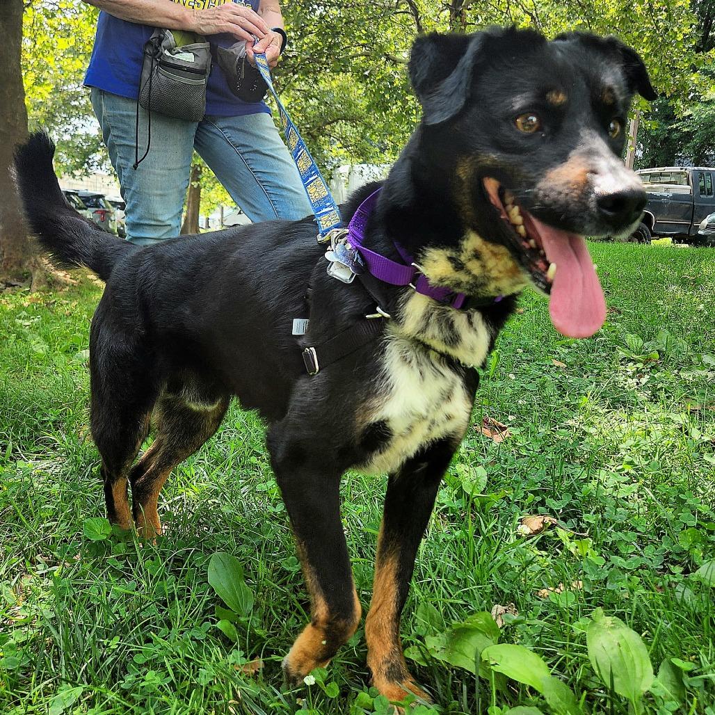 Pupperino FKA Lazy River, Adoptable, Adult Male Australian Cattle Dog / Blue Heeler & Shepherd.