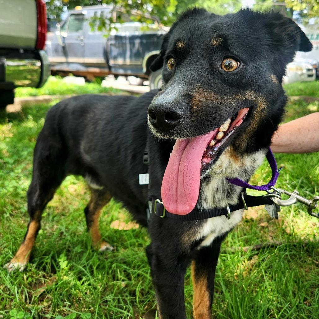 Pupperino FKA Lazy River, a Adoptable mixed breed in Falls Church, VA image 2/6
