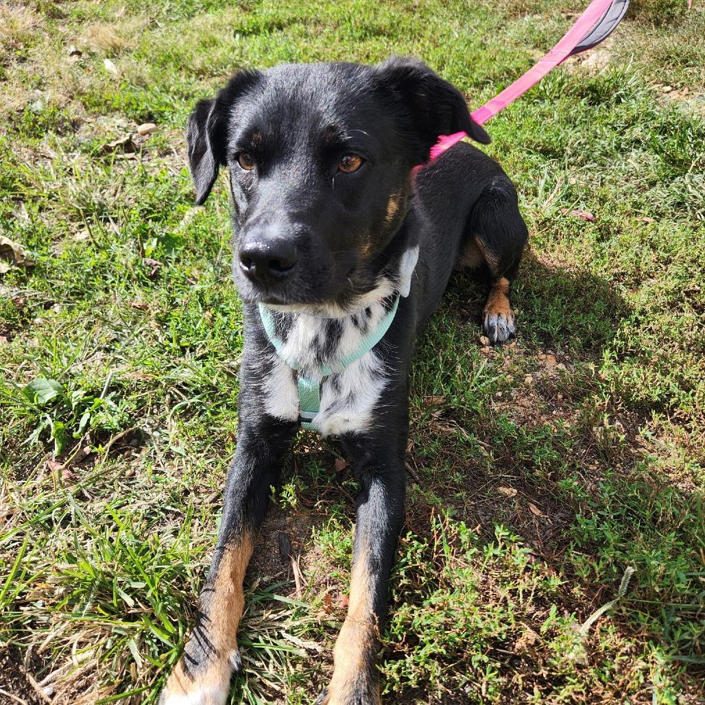 Enlarge Pupperino FKA Lazy River, a Adoptable mixed breed in Falls Church, VA image 4/6