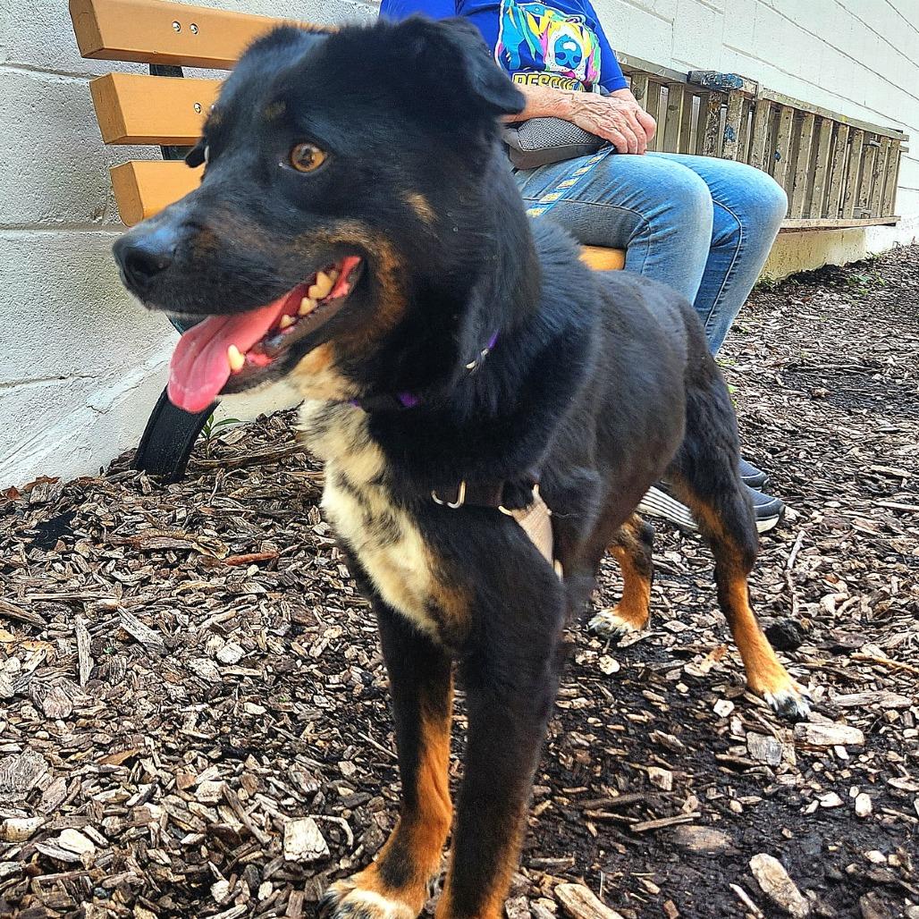 Pupperino FKA Lazy River, a Adoptable mixed breed in Falls Church, VA image 3/6