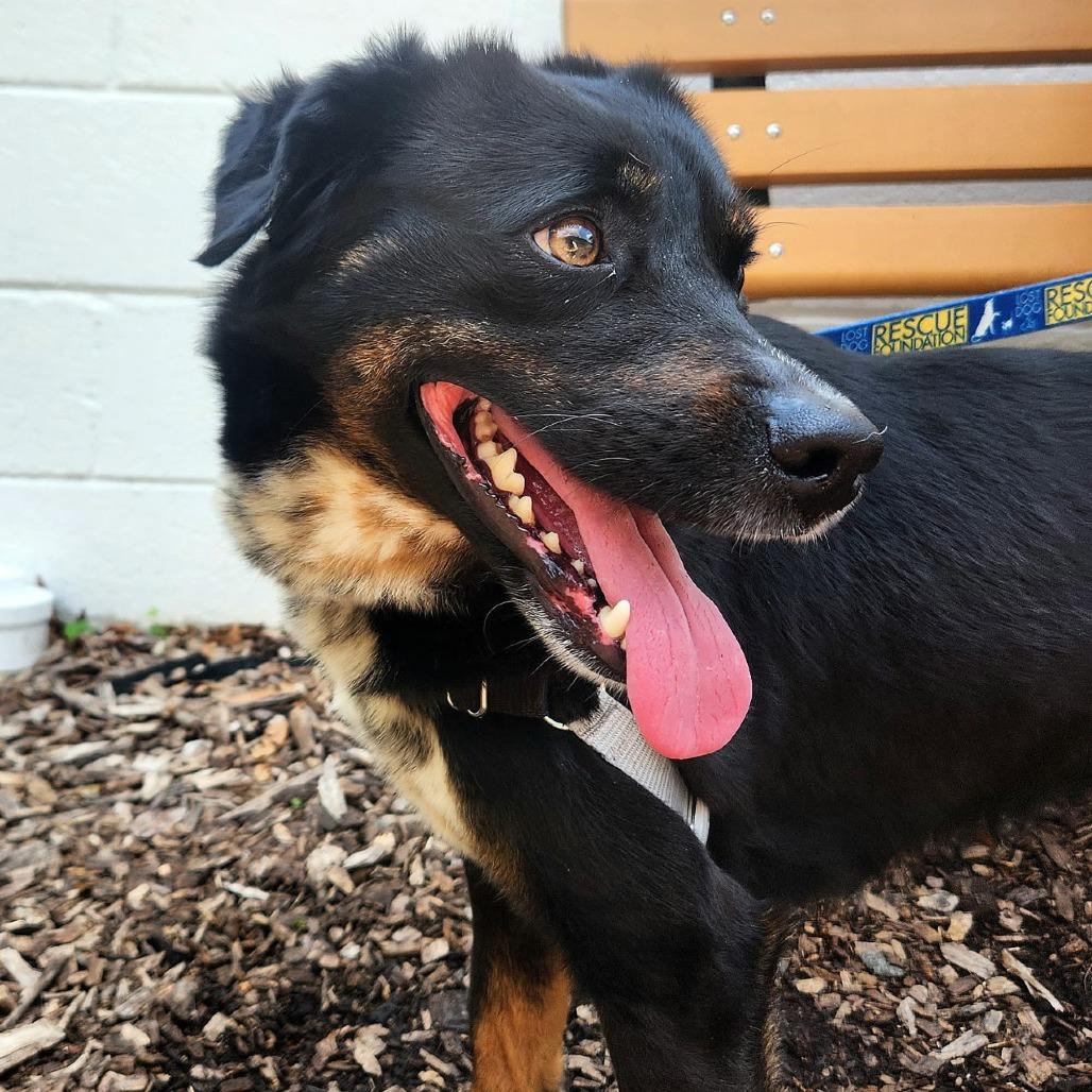 Pupperino FKA Lazy River, a Adoptable mixed breed in Falls Church, VA image 4/6