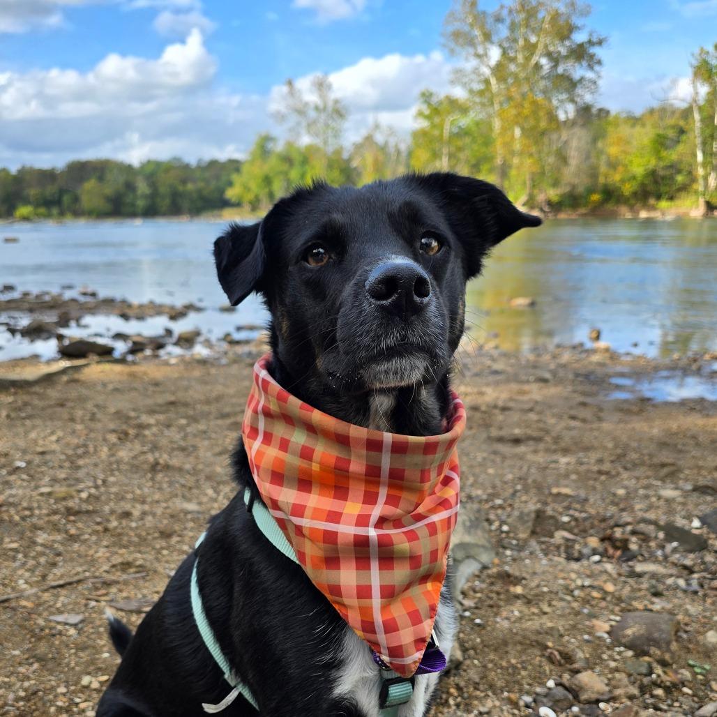 Pupperino FKA Lazy River, a Adoptable mixed breed in Falls Church, VA image 5/6