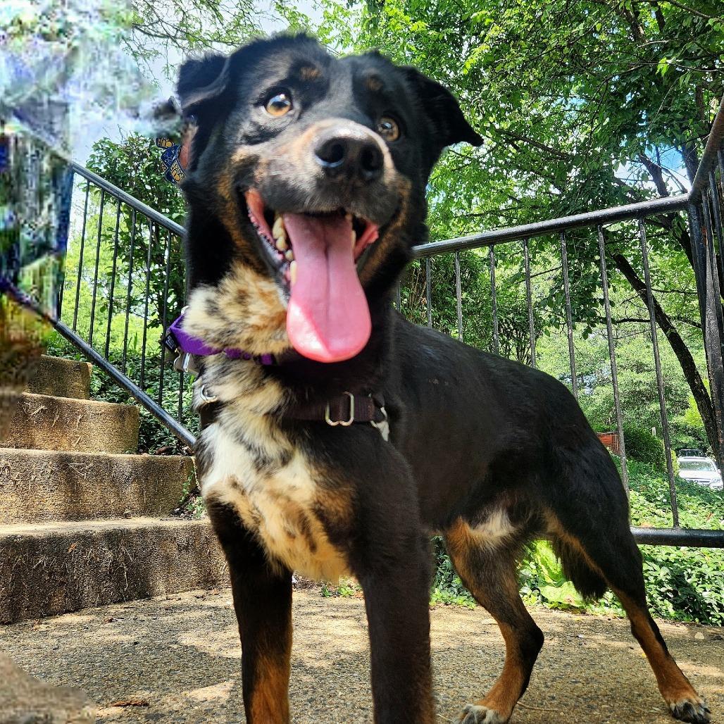Pupperino FKA Lazy River, a Adoptable mixed breed in Falls Church, VA image 6/6