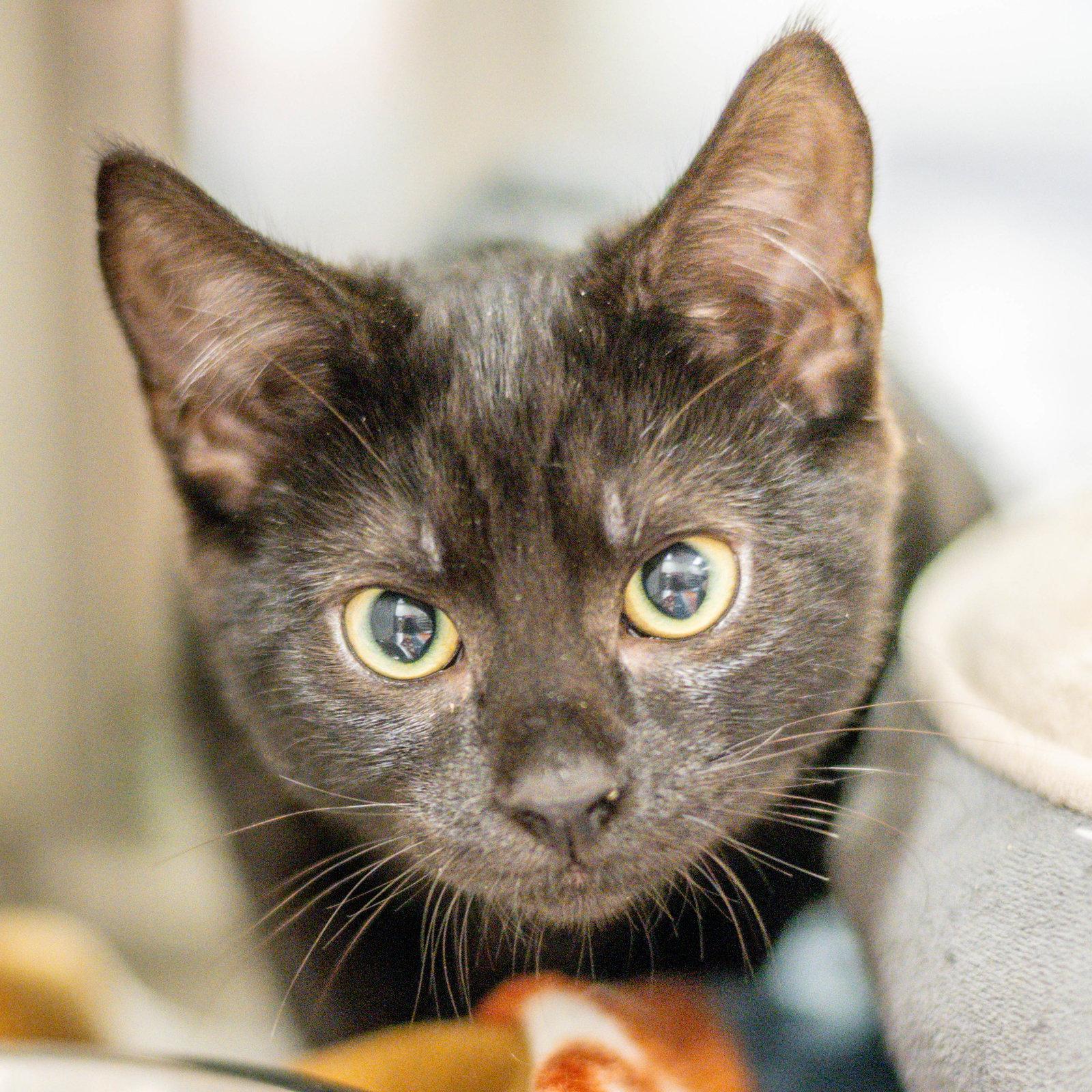 Fleece, Adoptable, Young Male Domestic Short Hair.