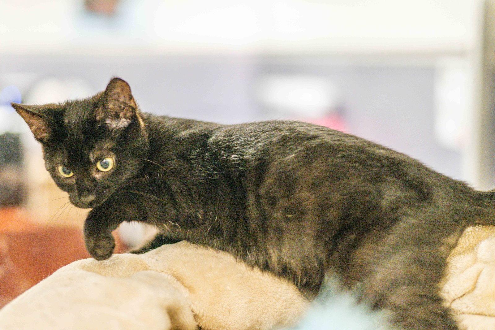 Enlarge Fleece, a Adoptable Domestic Short Hair in Hilton Head Island, SC image 2/3