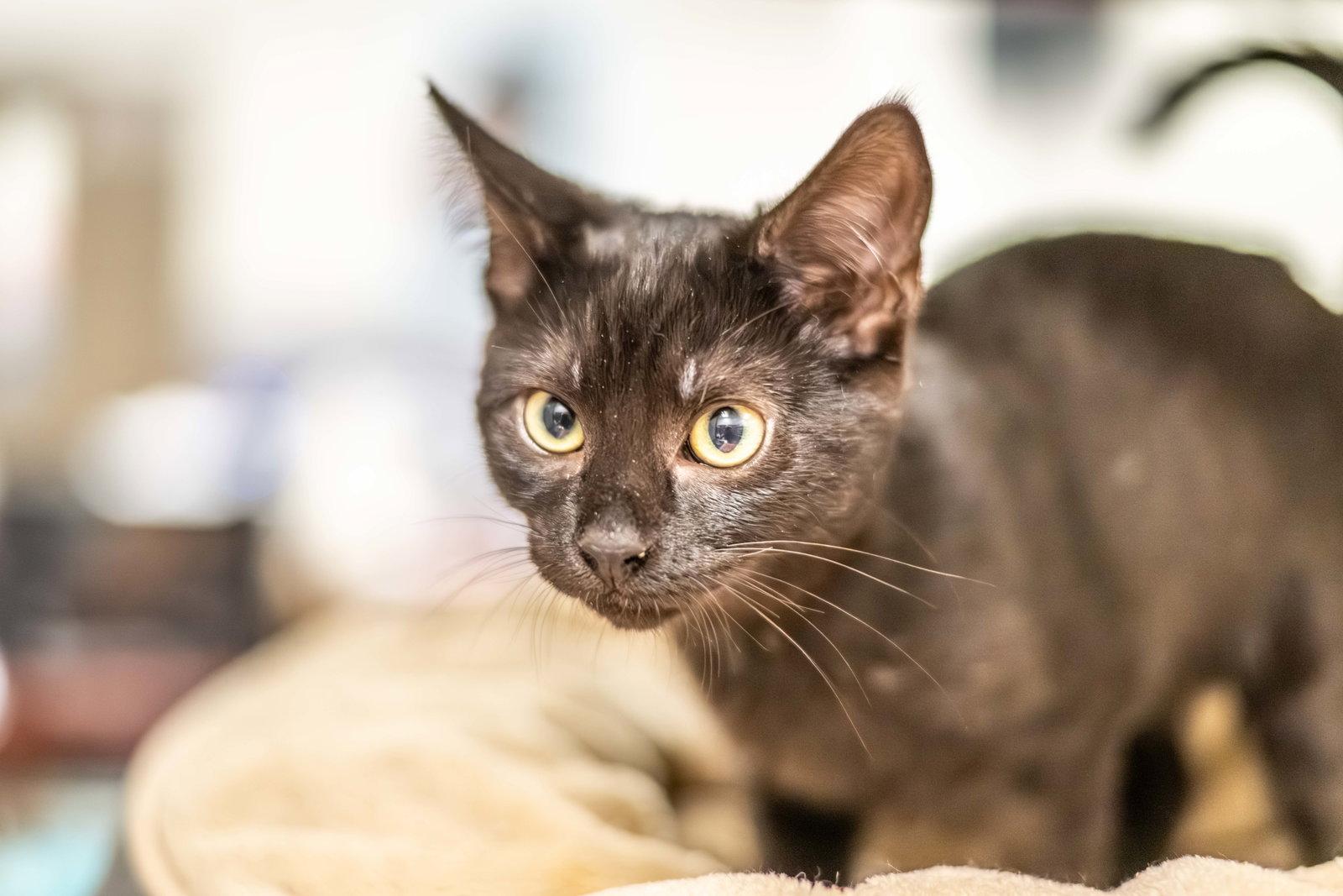Enlarge Fleece, a Adoptable Domestic Short Hair in Hilton Head Island, SC image 3/3