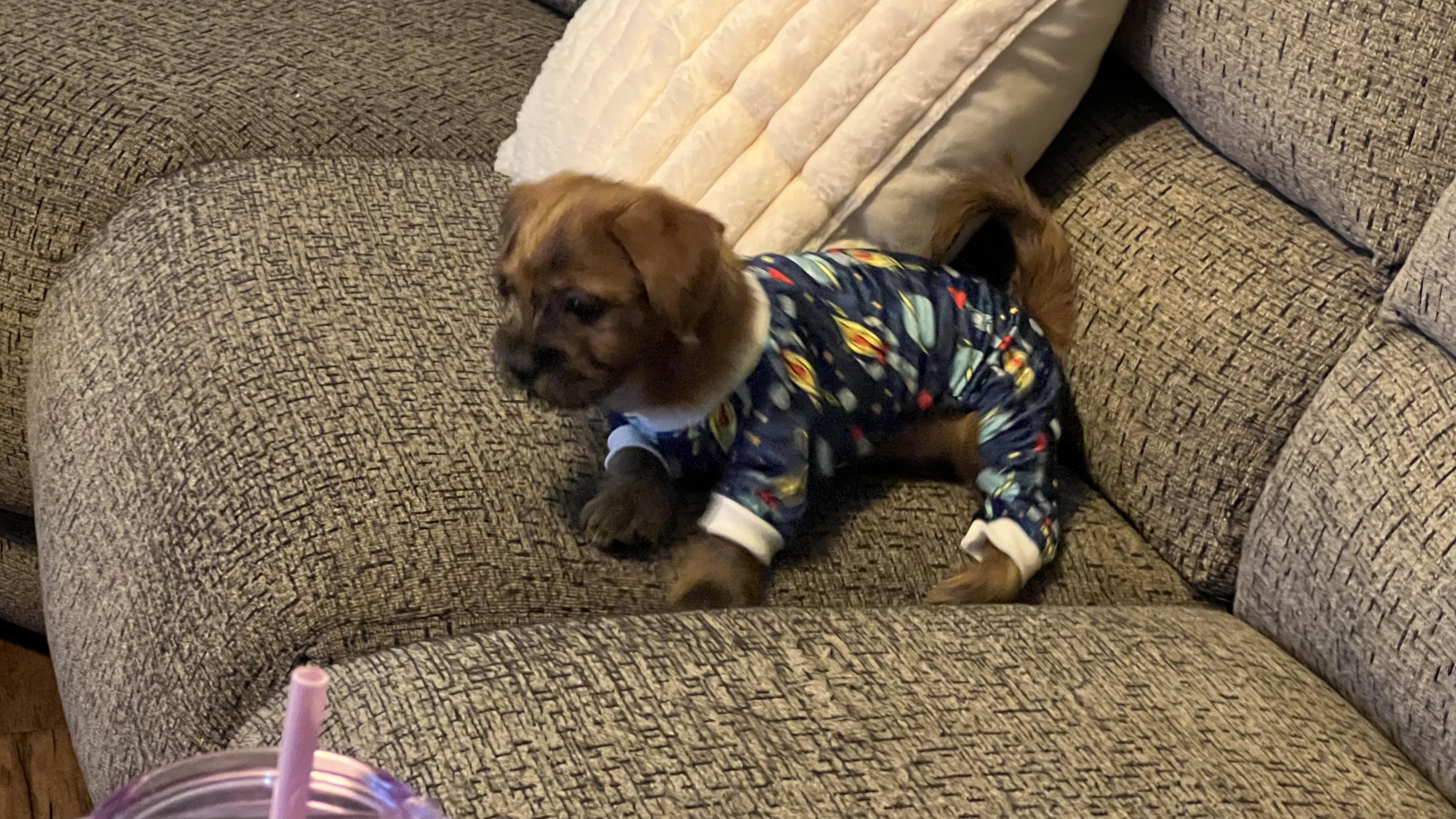 Stan-Lee, Adopted, Puppy Male Shih Tzu & Shorkie.