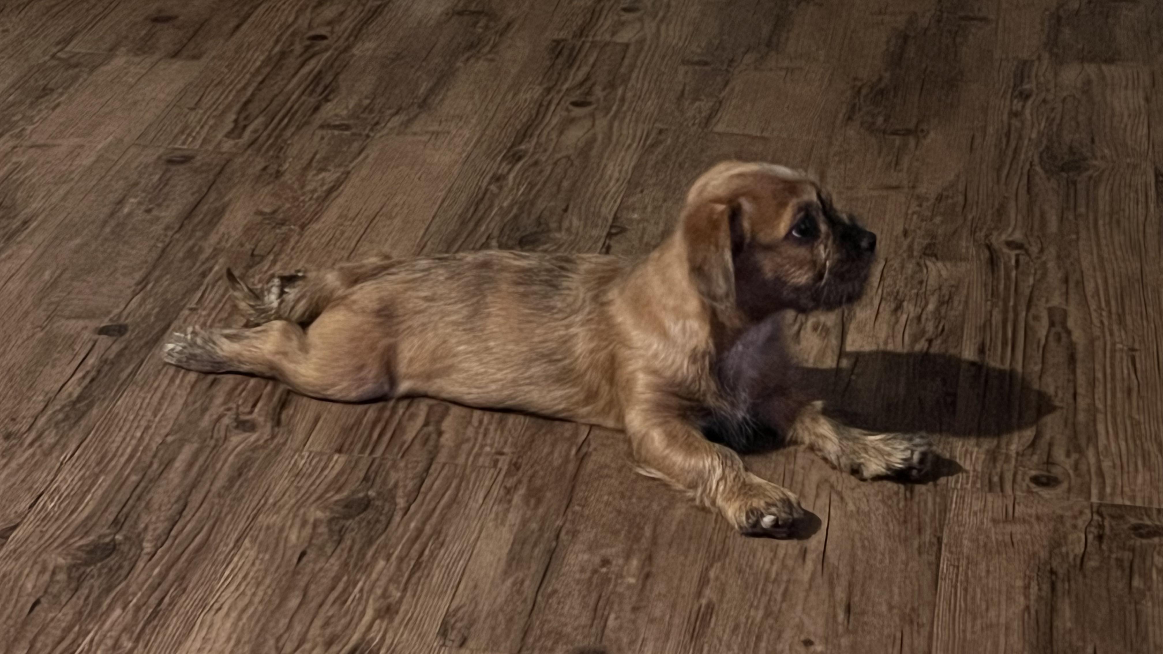 Enlarge Stan-Lee, a Adopted mixed breed in Cullman, AL image 2/4