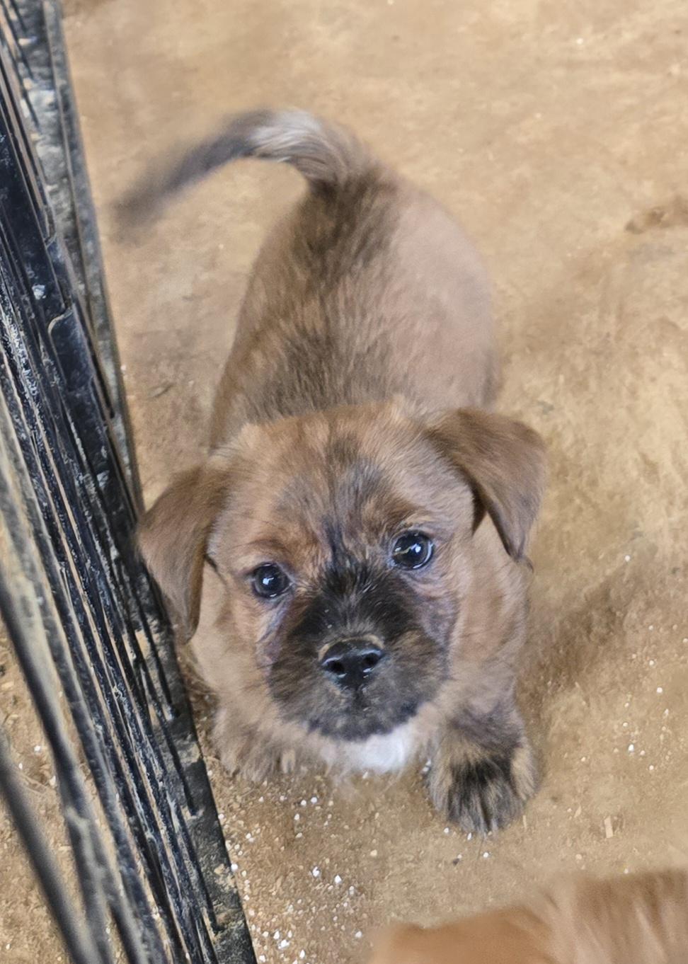 Enlarge Stan-Lee, a Adopted mixed breed in Cullman, AL image 3/4