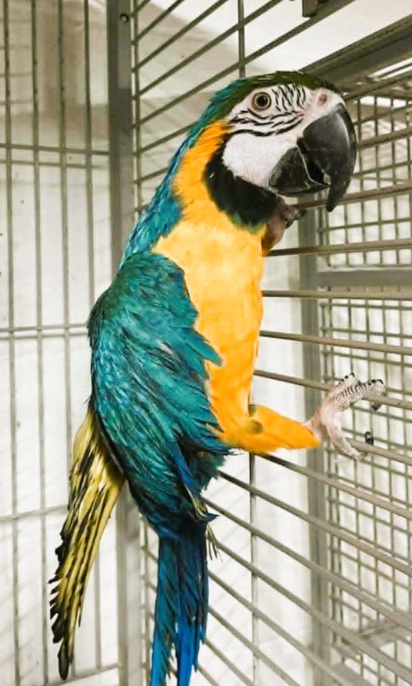 Crackers, Adopted, Adult Male Macaw.