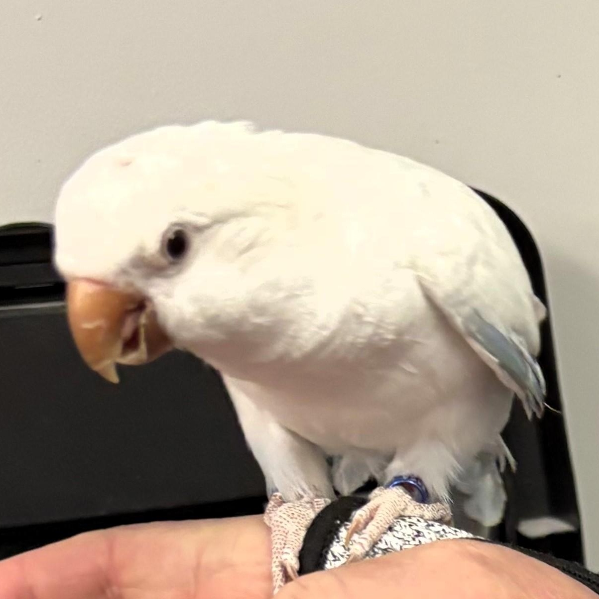 Enlarge Nancy, a Adoptable Quaker Parakeet in Lenexa, KS image 1/1