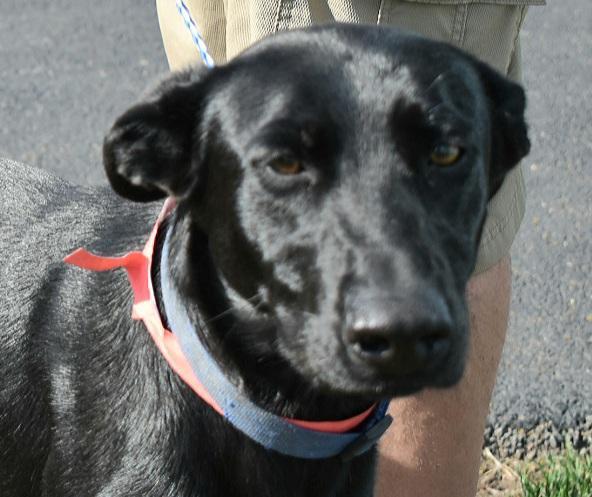 Trixie, Adoptable, Adult Female Labrador Retriever & German Shepherd Dog.