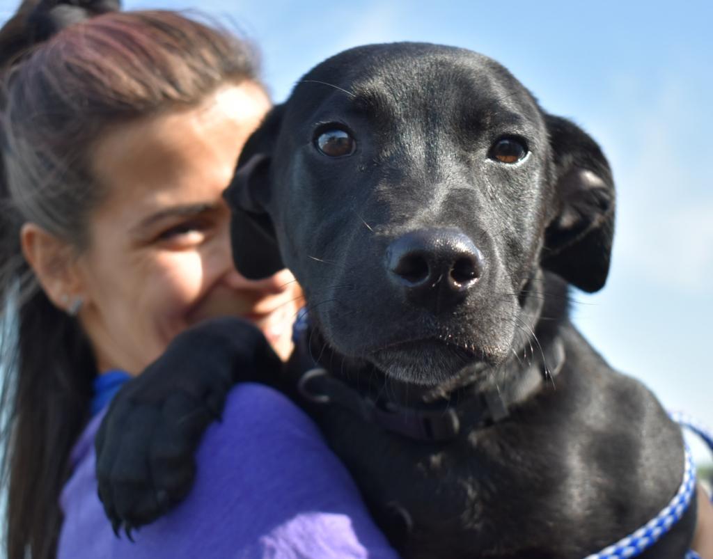 Enlarge Trixie, a Adoptable mixed breed in North Syracuse, NY image 2/4