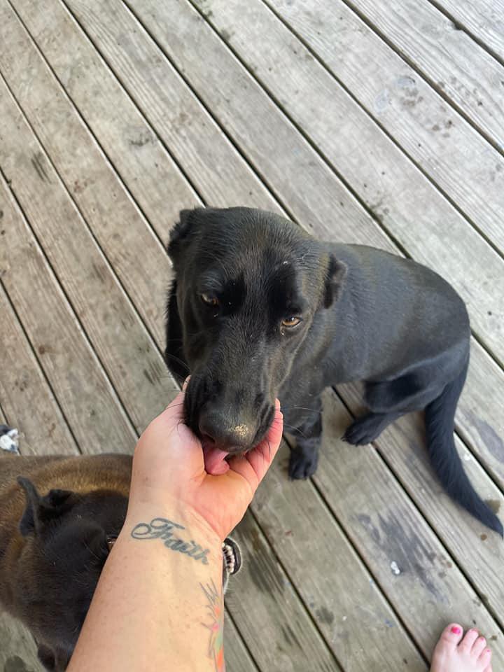 Enlarge Trixie, a Adoptable mixed breed in North Syracuse, NY image 3/4