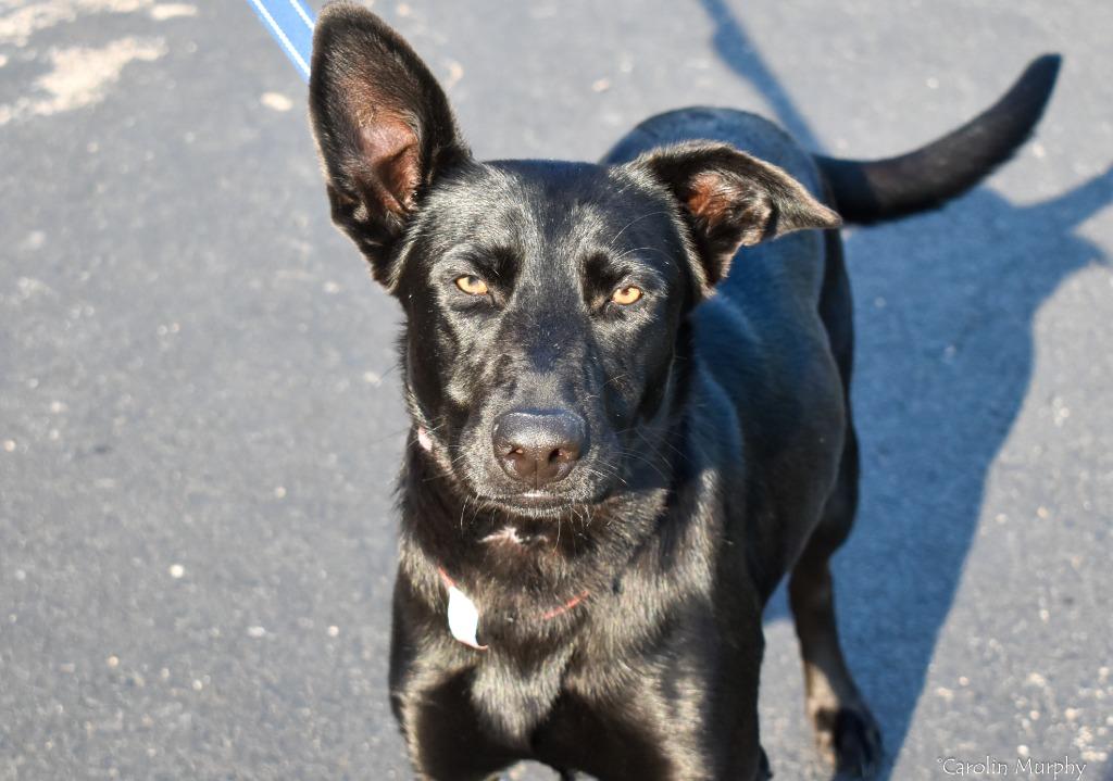 Enlarge Trixie, a Adoptable mixed breed in North Syracuse, NY image 4/4
