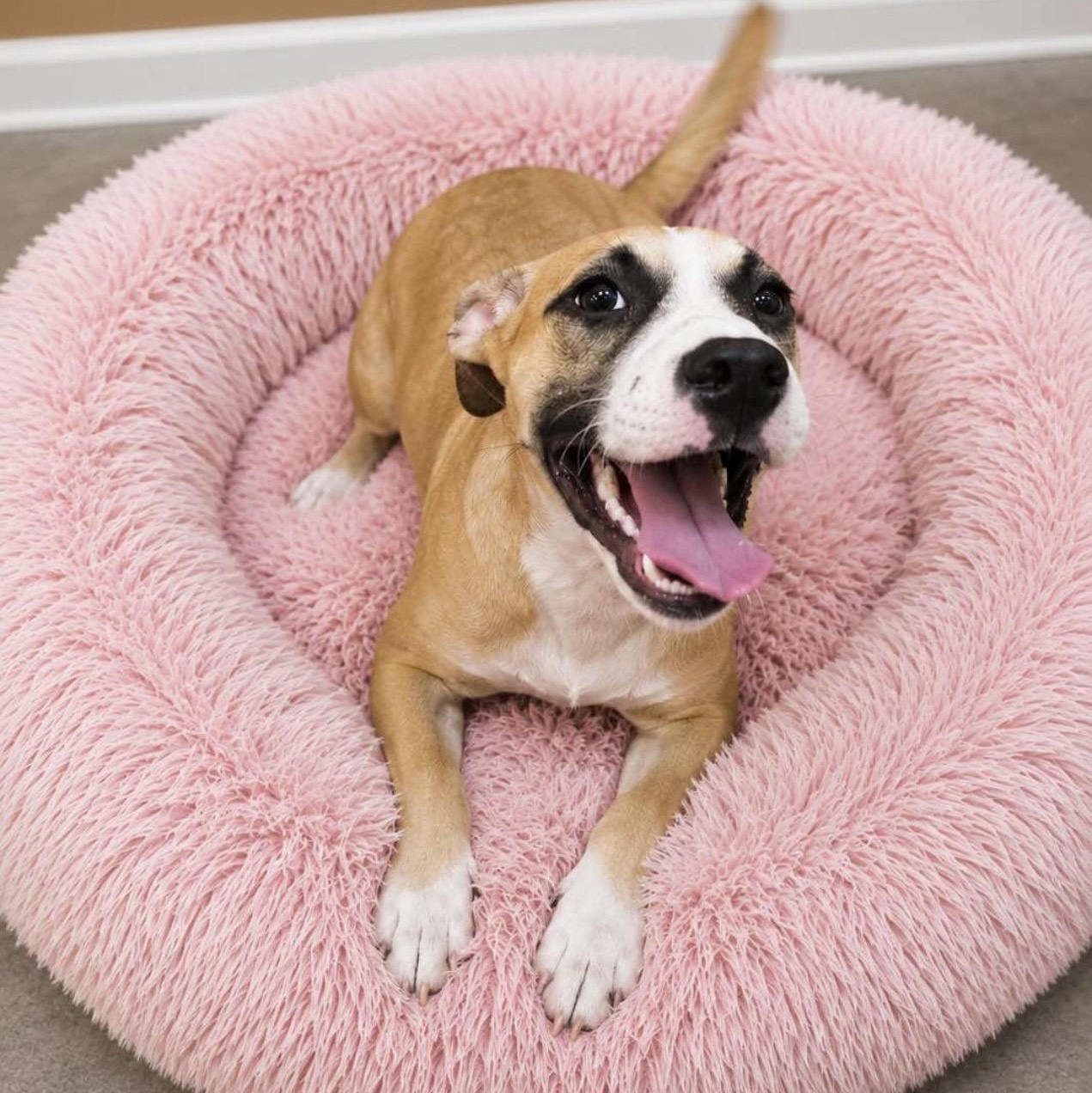 Enlarge Jolene, a Adoptable Catahoula Leopard Dog in Godfrey, IL image 2/2